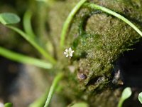 Limosella aquatica 26, Slijkgroen, Saxifraga-Sonja Bouwman  626. Slijkgroen - Limosella aquatica - Scrophulariaceae familie (i) Bossenwaard (Nieuwegein)