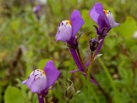 Linaria algarviana 22, Saxifraga-Ed Stikvoort