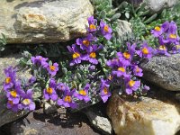 Linaria alpina 50, Saxifraga-Harry Jans