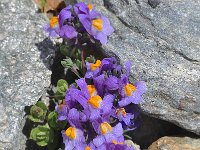 Linaria alpina 51, Saxifraga-Harry Jans