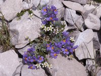 Linaria alpina 54, Saxifraga-Luuk Vermeer