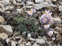 Linaria alpina ssp filicaulis 63, Saxifraga-Willem van Kruijsbergen