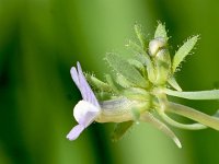 Linaria arvensis 4, Saxifraga-Sonja Bouwman  Blauwe leeuwenbek - Linaria arvensis - Plantaginaceae familie