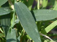 Linaria dalmatica