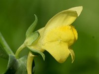 Linaria dalmatica 2, Dalmatiebekje, Saxifraga-Sonja Bouwman  974. Dalmatiebekje - Linaria dalmatica - Plantaginaceae familie (zw)