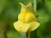 Linaria dalmatica 3, Dalmatiebekje, Saxifraga-Sonja Bouwman  974. Dalmatiebekje - Linaria dalmatica - Plantaginaceae familie (zw) Amsterdam