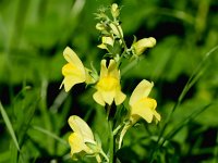 Linaria dalmatica 4, Dalmatiebekje, Saxifraga-Sonja Bouwman  974. Dalmatiebekje - Linaria dalmatica - Plantaginaceae familie (zw)