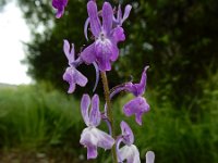 Linaria elegans