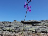 Linaria elegans 2, Saxifraga-Ed Stikvoort