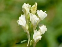 Linaria peloponnesiaca 3, Saxifraga-Sonja Bouwman  Linaria peloponnesiaca - Plantaginaceae familie