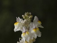 Linaria repens 1, Gestreepte leeuwenbek, Saxifraga-Jan van der Straaten