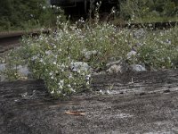 Linaria repens 10, Gestreepte leeuwenbek, Saxifraga-Willem van Kruijsbergen