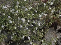 Linaria repens 12, Gestreepte leeuwenbek, Saxifraga-Willem van Kruijsbergen