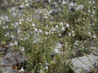 Linaria repens 13, Gestreepte leeuwenbek, Saxifraga-Willem van Kruijsbergen