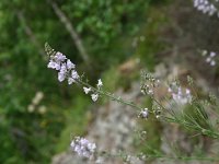 Linaria repens 14, Gestreepte leeuwenbek, Saxifraga-Dirk Hilbers