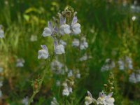 Linaria repens 15, Gestreepte leeuwenbek, Saxifraga-Ed Stikvoort