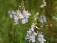 Linaria repens 16, Gestreepte leeuwenbek, Saxifraga-Ed Stikvoort