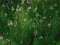 Linaria repens 17, Gestreepte leeuwenbek, Saxifraga-Ed Stikvoort