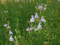 Linaria repens 18, Gestreepte leeuwenbek, Saxifraga-Ed Stikvoort