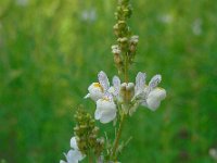 Linaria repens 19, Gestreepte leeuwenbek, Saxifraga-Ed Stikvoort