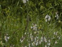 Linaria repens 2, Gestreepte leeuwenbek, Saxifraga-Marijke Verhagen