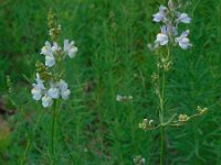 Linaria repens 20, Gestreepte leeuwenbek, Saxifraga-Ed Stikvoort