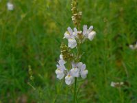 Linaria repens 21, Gestreepte leeuwenbek, Saxifraga-Ed Stikvoort