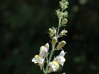 Linaria repens 3, Gestreepte leeuwenbek, Saxifraga-Jan van der Straaten