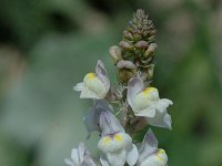 Linaria repens 4, Gestreepte leeuwenbek, Saxifraga-Marijke Verhagen