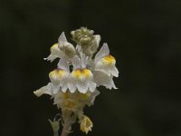 Linaria repens 5, Gestreepte leeuwenbek, Saxifraga-Jan van der Straaten