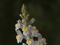 Linaria repens 6, Gestreepte leeuwenbek, Saxifraga-Marijke Verhagen