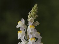 Linaria repens 7, Gestreepte leeuwenbek, Saxifraga-Marijke Verhagen