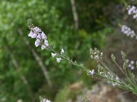 Linaria repens 8, Gestreepte leeuwenbek, Saxifraga-Dirk Hilbers