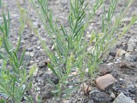 Linaria repens 9, Gestreepte leeuwenbek, Saxifraga-Rutger Barendse