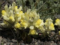 Linaria supina 23, Saxifraga-Willem van Kruijsbergen