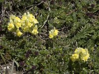 Linaria supina 24, Saxifraga-Willem van Kruijsbergen