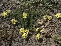 Linaria supina 25, Saxifraga-Willem van Kruijsbergen