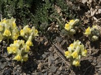 Linaria supina 26, Saxifraga-Willem van Kruijsbergen