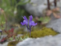 Linaria triornithophora