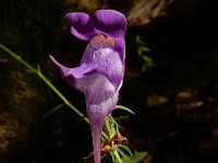 Linaria triornithophora 10, Saxifraga-Ed Stikvoort