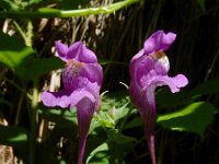 Linaria triornithophora 13, Saxifraga-Ed Stikvoort : ZW van Cordiñanes de Valdeón s9900