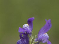 Linaria triornithophora 2, Saxifraga-Willem van Kruijsbergen