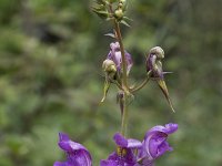 Linaria triornithophora 3, Saxifraga-Willem van Kruijsbergen