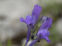 Linaria triornithophora 4, Saxifraga-Willem van Kruijsbergen