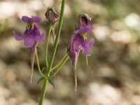 Linaria triornithophora 6, Saxifraga-Willem van Kruijsbergen