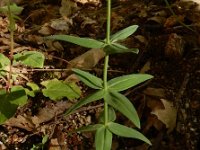 Linaria triornithophora 7, Saxifraga-Ed Stikvoort