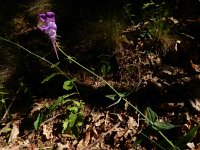 Linaria triornithophora 8, Saxifraga-Ed Stikvoort