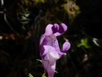 Linaria triornithophora 9, Saxifraga-Ed Stikvoort