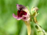 Linaria tristis