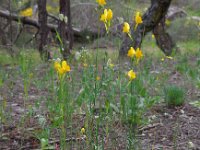 Linaria viscosa